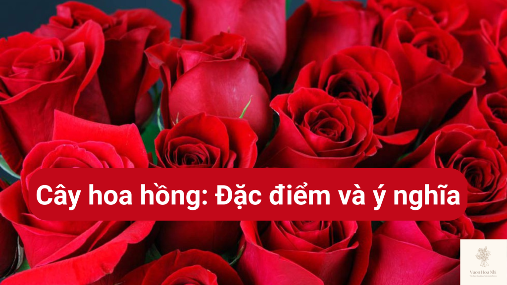 Cây hoa hồng